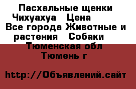 Пасхальные щенки Чихуахуа › Цена ­ 400 - Все города Животные и растения » Собаки   . Тюменская обл.,Тюмень г.